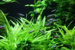 Zwergamazonaspflanze, Echinodorus quadricostatus, im Topf