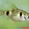 Zwergbarbe, Pethia phutunio (Puntius phutonio)