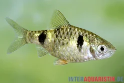 Zwergbarbe, Pethia phutunio (Puntius phutonio)