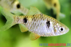 Zwergbarbe, Pethia phutunio (Puntius phutonio)