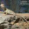 Zwergbartagame, Pogona henrylawsoni