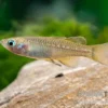 Zwergblauauge, Pseudomugil tenellus