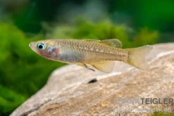 Zwergblauauge, Pseudomugil tenellus