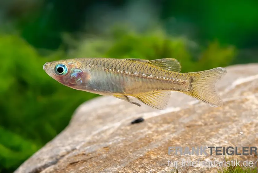 Zwergblauauge, Pseudomugil tenellus