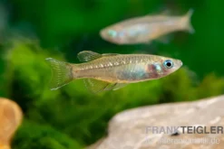 Zwergblauauge, Pseudomugil tenellus