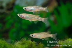 Zwergblauauge, Pseudomugil tenellus