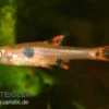 Zwergbärbling, Boraras maculatus