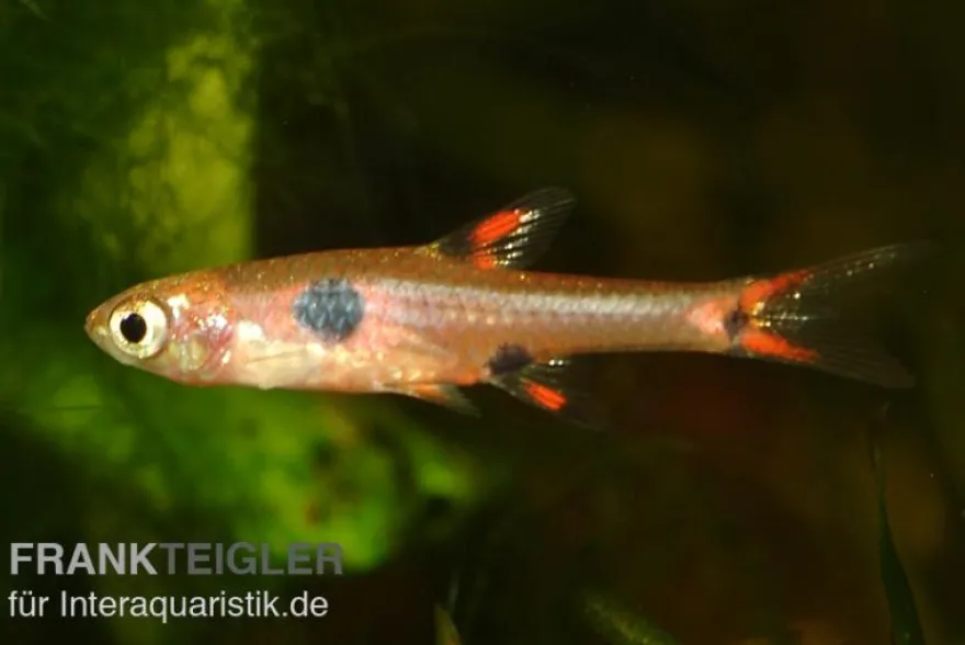 Zwergbärbling, Boraras maculatus