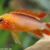 Zwergbuntbarsch, Apistogramma agassizii Fire Red, paarweise M