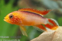 Zwergbuntbarsch, Apistogramma agassizii Fire Red, paarweise M