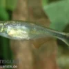 Zwergdrachenflosser, Corynopoma riisei