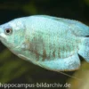 Zwergfadenfisch cobaltblau, Colisa lalia M