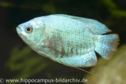 Zwergfadenfisch cobaltblau, Colisa lalia M