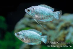Zwergfadenfisch cobaltblau, Colisa lalia M