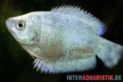 Zwergfadenfisch cobaltblau, Colisa lalia M