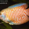 Zwergfadenfisch natur, Colisa lalia (Trichogaster lalius) M