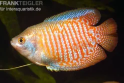 Zwergfadenfisch natur, Colisa lalia (Trichogaster lalius) M
