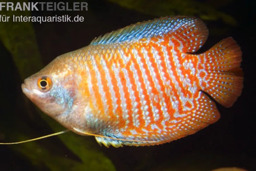 Zwergfadenfisch natur, Colisa lalia (Trichogaster lalius) M