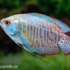 Zwergfadenfisch Neon-blau, Colisa lalia M
