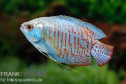 Zwergfadenfisch Neon-blau, Colisa lalia M