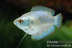 Zwergfadenfisch Neon-blau, Colisa lalia M