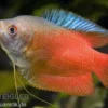 Zwergfadenfisch rot, Colisa lalia (Trichogaster lalius) M