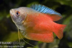 Zwergfadenfisch rot, Colisa lalia (Trichogaster lalius) M