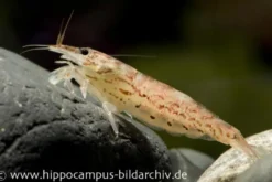 Zwergfächergarnele, Atyoida pilipes