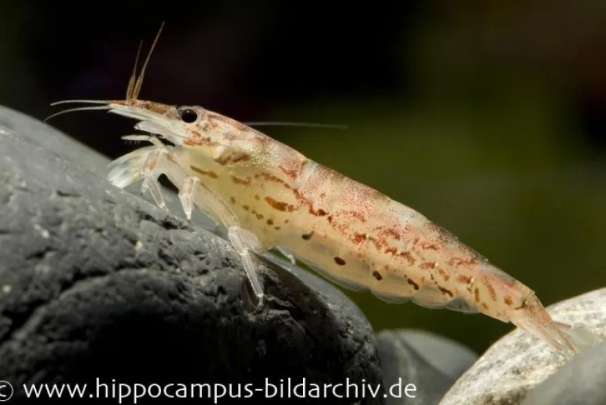 Zwergfächergarnele, Atyoida pilipes