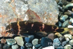 Zwergfiederbartwels, Microsynodontis batesii