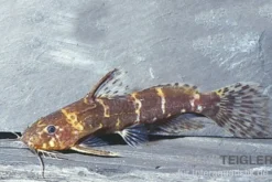 Zwergfiederbartwels, Microsynodontis batesii