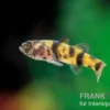Zwerggoldringelgrundel, Brachygobius xanthomelas