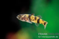 Zwerggoldringelgrundel, Brachygobius xanthomelas