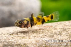 Zwerggoldringelgrundel, Brachygobius xanthomelas