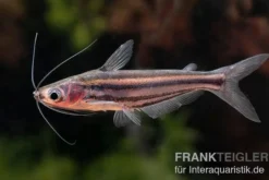 Zwerg-Haiwels, Pseudeutropius moolenburghae