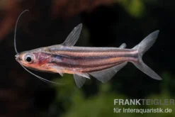 Zwerg-Haiwels, Pseudeutropius moolenburghae