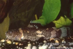 Zwerg-Harlekinwels, Microglanis poecilus, 3-4 cm