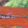 Zwerghexenwels, Rineloricaria beni