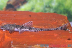 Zwerghexenwels, Rineloricaria beni