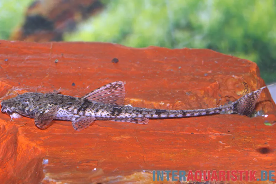 Zwerghexenwels, Rineloricaria beni