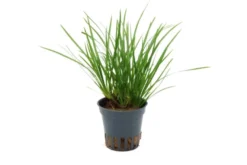 Zwergkalmus, Acorus gramineus var. pusillus, im Topf