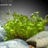 Zwergkleefarn, Marsilea hirsuta, In Vitro