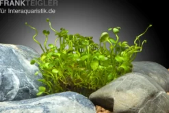 Zwergkleefarn, Marsilea hirsuta, In Vitro