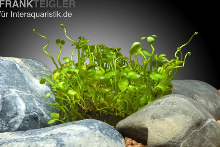 Zwergkleefarn, Marsilea hirsuta, In Vitro