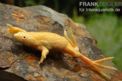 Zwergkrallenfrosch gold, Hymenochirus boettgeri gold