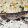 Zwergkrallenfrosch, Hymenochirus boettgeri