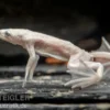 Zwergkrallenfrosch platin, Hymenochirus boettgeri platin