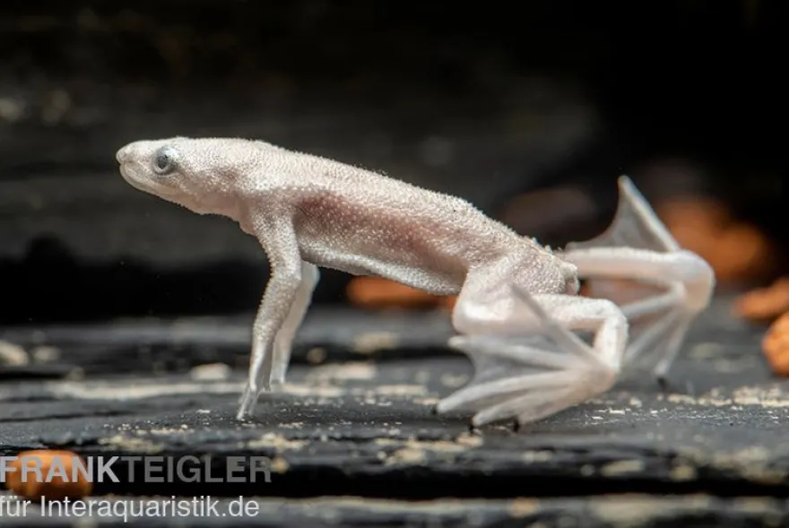 Zwergkrallenfrosch platin, Hymenochirus boettgeri platin