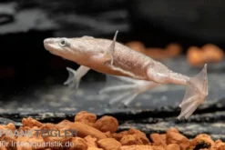 Zwergkrallenfrosch platin, Hymenochirus boettgeri platin