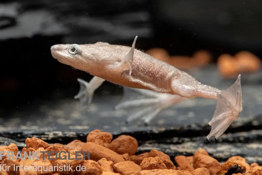 Zwergkrallenfrosch platin, Hymenochirus boettgeri platin